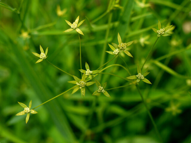 Bupleurum stenophyllum