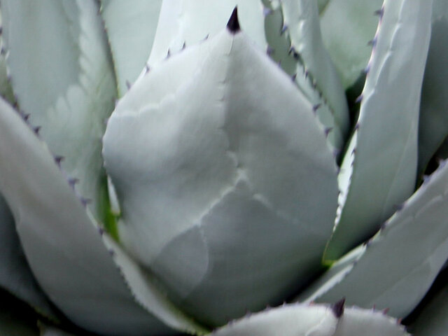 Agave parryi