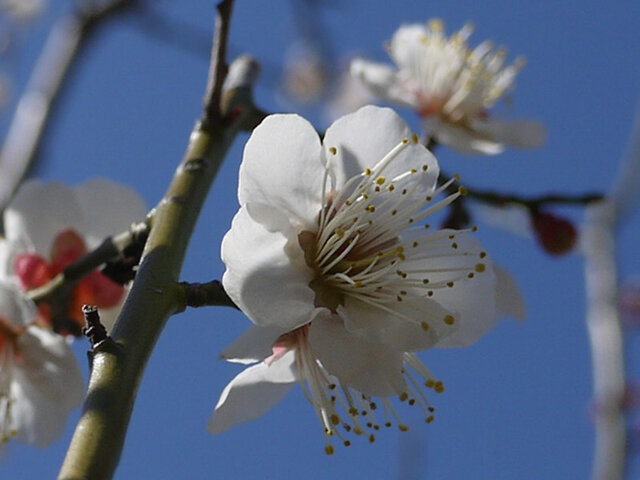 梅花 科技研花图画书