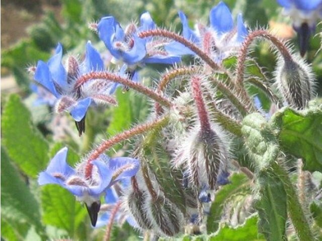 5月21日の誕生花 ルリジサ Borage デルフィニウム ピンク 科技研花图画书