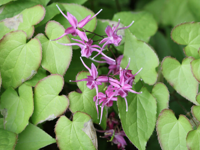 Horny goatweed