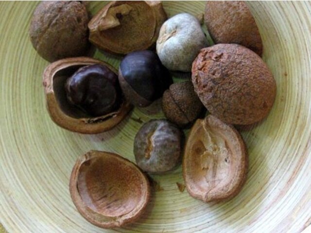 トチノキ | Aesculus turbinata | かぎけん花図鑑