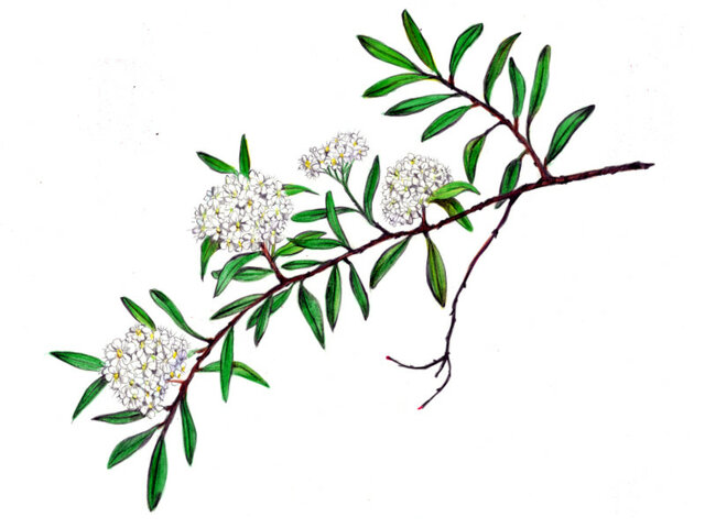 Spiraea dasyantha