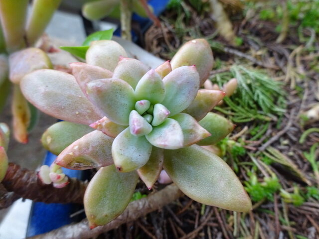 Graptopetalum paraguayense