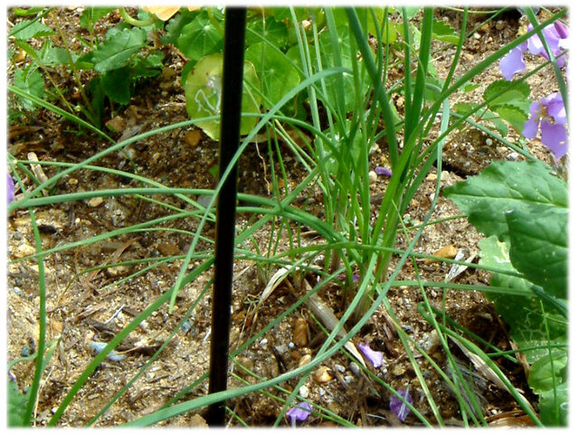 long-stamen chive