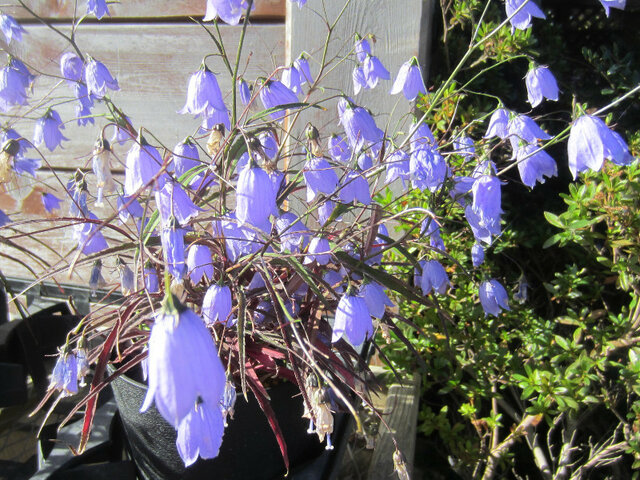イの花 かぎけん花図鑑