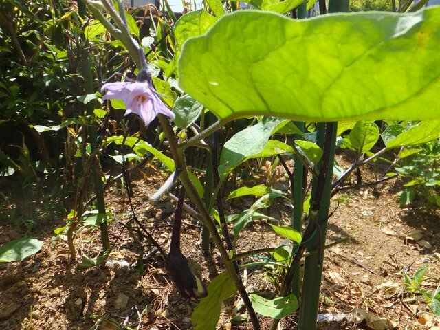 Eggplant