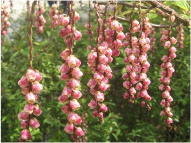 キブシ Stachyurus Praecox かぎけん花図鑑