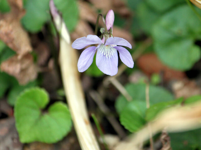 Viola grypoceras