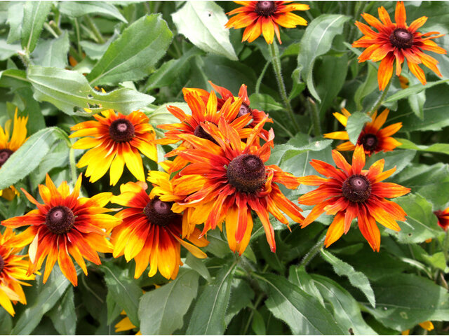 Rudbeckia hirta cv. cappuccino