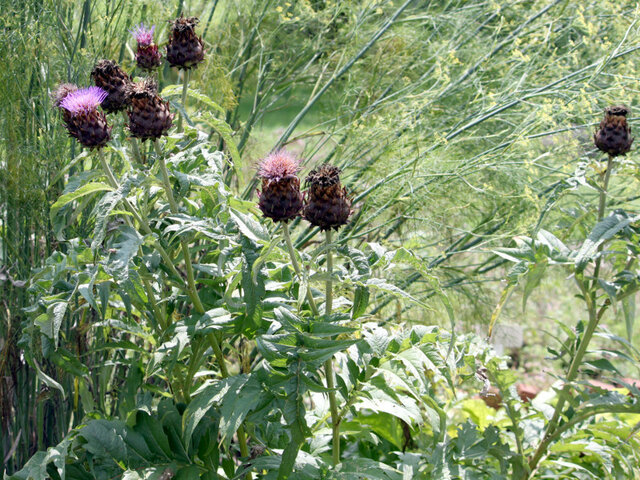 Artichoke