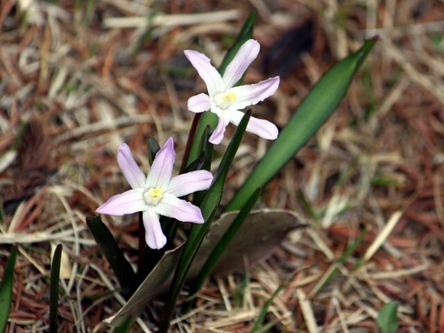 雪光花