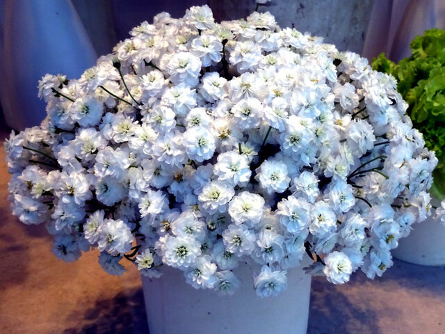 誕生花 6月1日 科技研花图画书