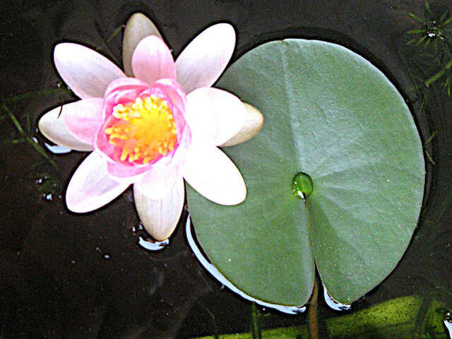 Pygmy water lily