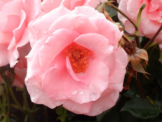 Rose (Rosa 'Pink Powderpuff') in the Roses Database 