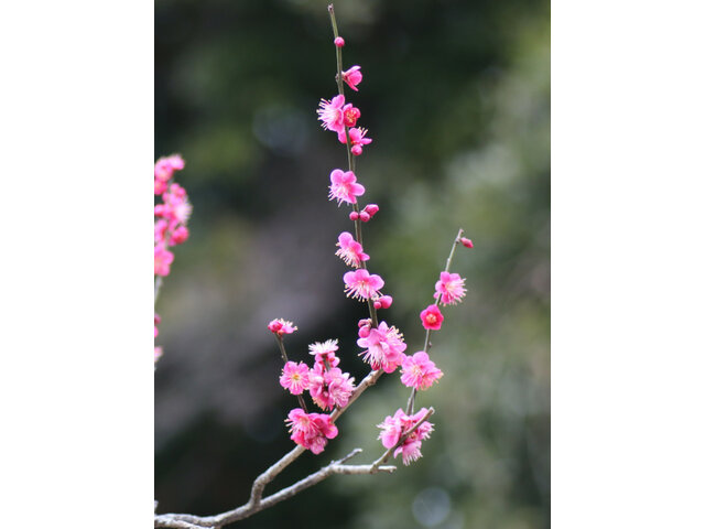 Prunus mume 'Osakazuki'