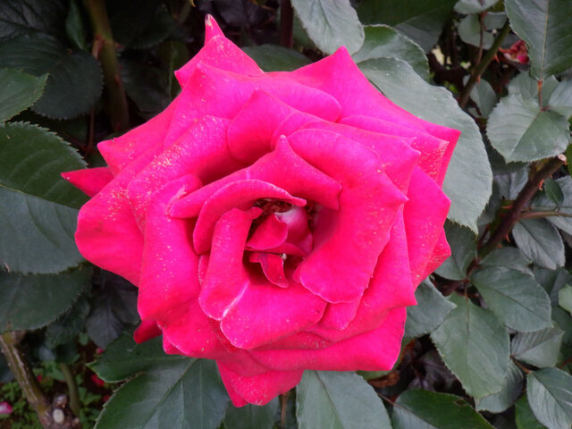 Ronald Reagan Rose