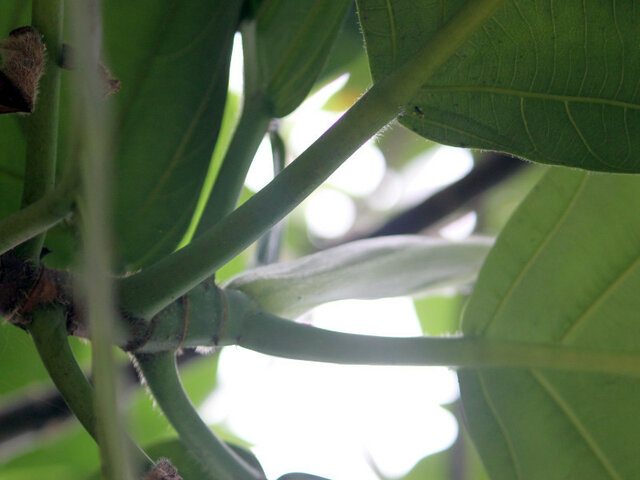 Breadfruit