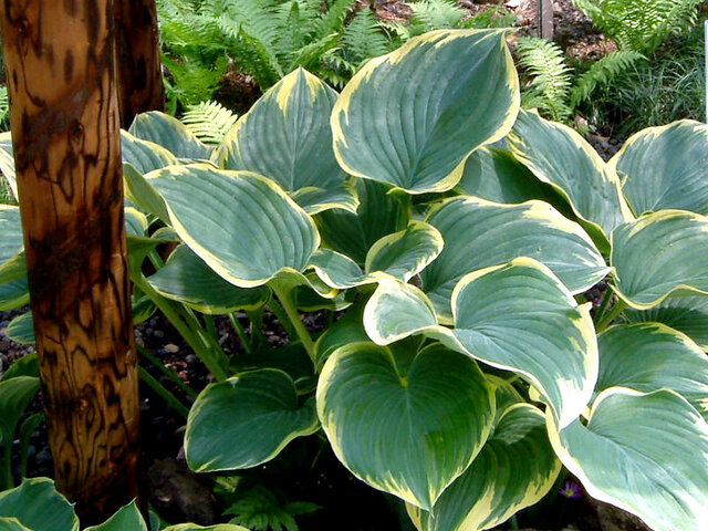 Sagae hosta