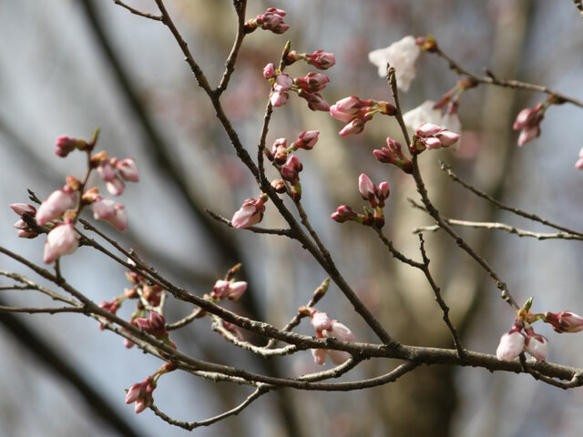 越の彼岸桜