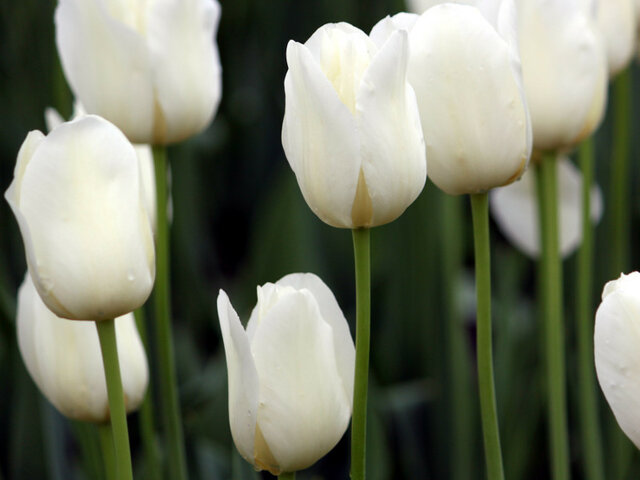 Tulip City of Vancouver