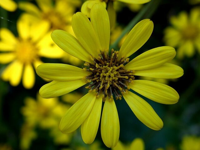 12月5日の誕生花 石蕗 科技研花图画书