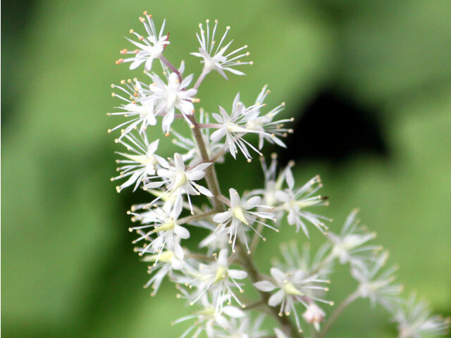 Actaea asiatic