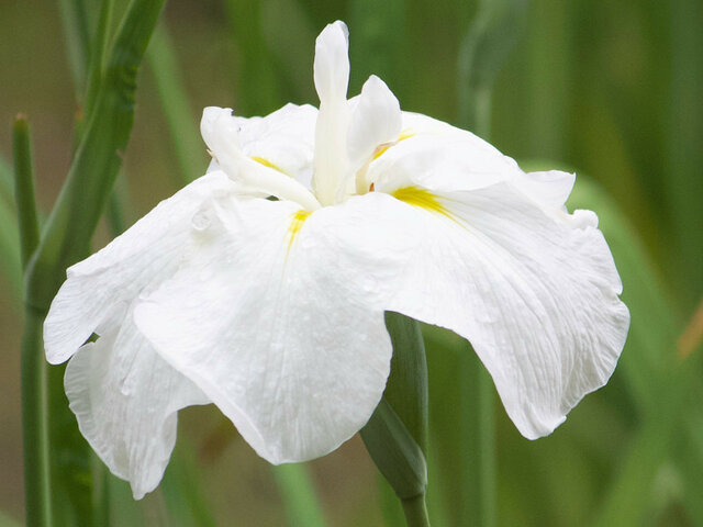 花菖蒲 ’真鶴’