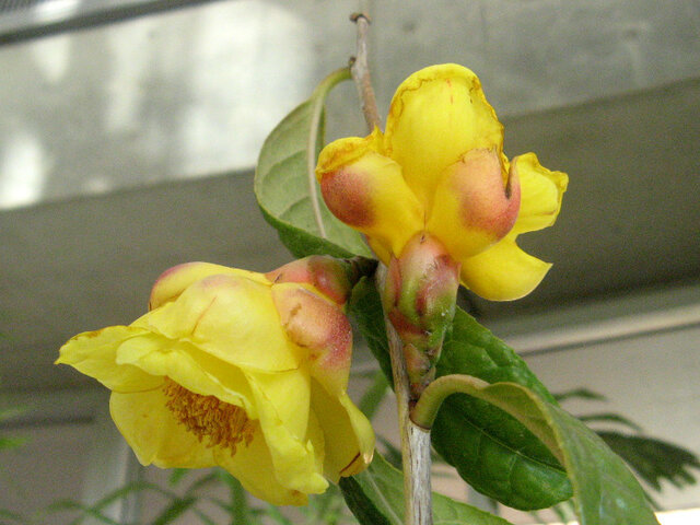 Camellia chrysantha