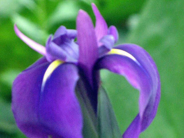  Japanese water iris