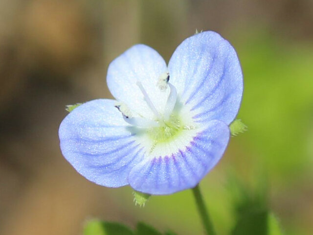 Veronica persica