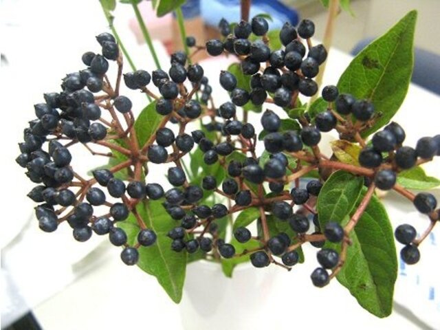 Viburnum tinus