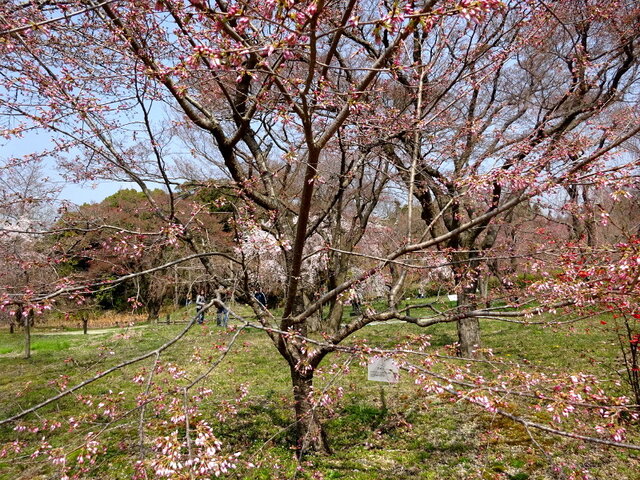 桜 アメリカ