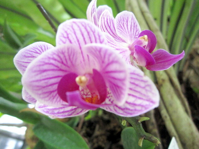 Phalaenopsis petit-mini