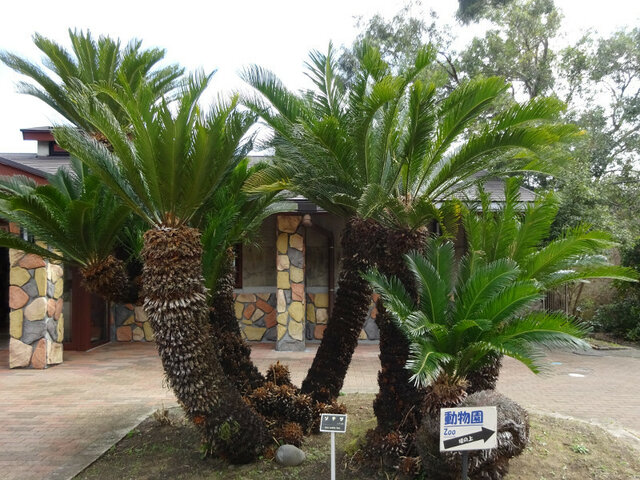 Cycas revoluta