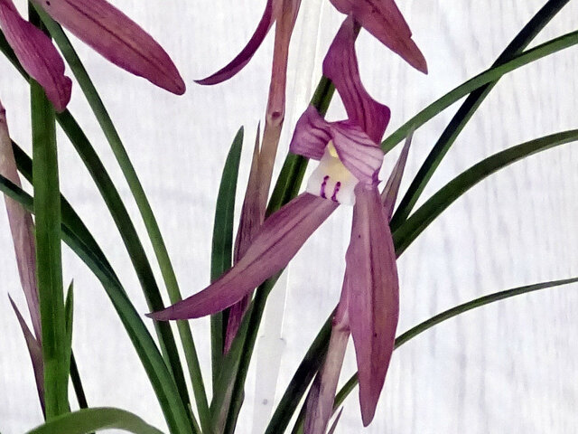 Noble orchid