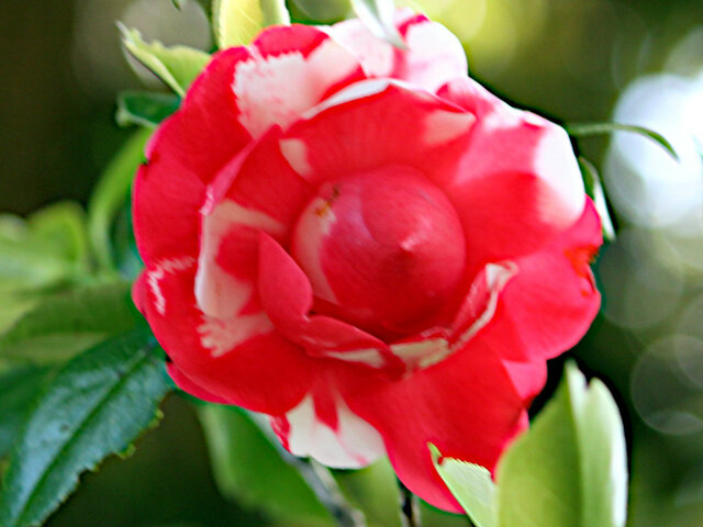 Camellia 'Kishu-tsukasa'