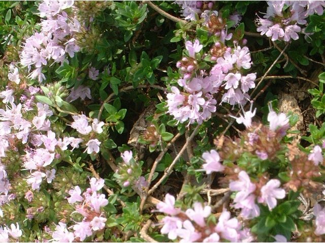 Thymus serpyllum