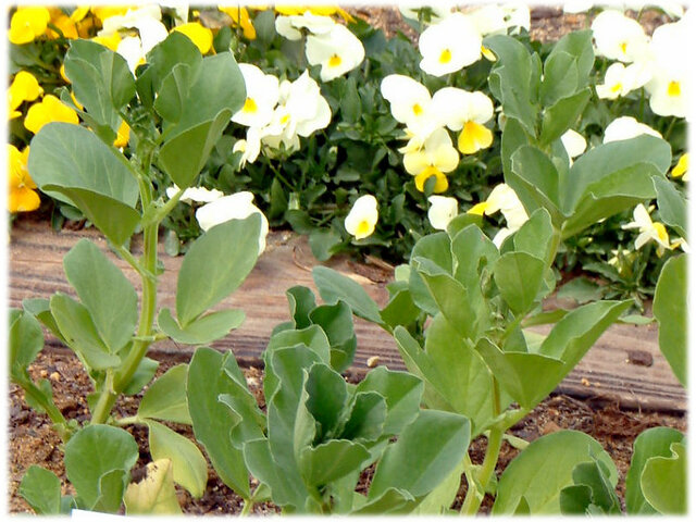 Broad beans