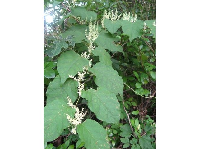 Japanese knotweed