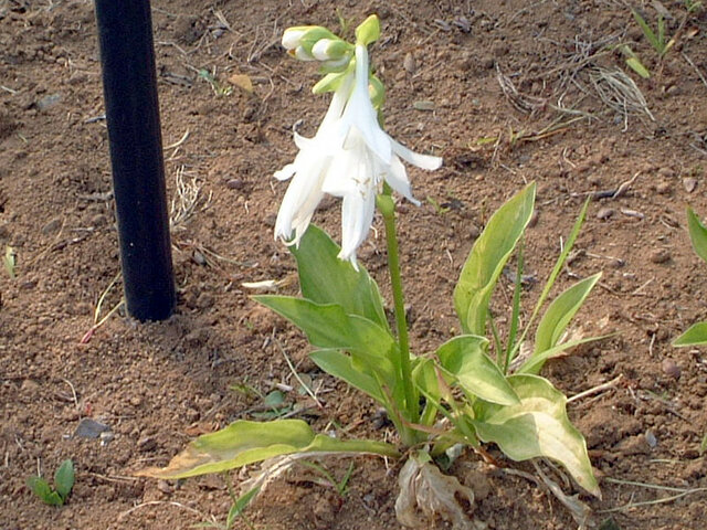 Eucharis × grandiflora