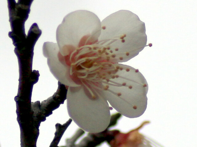 Prunus mume  'Suigetsu'