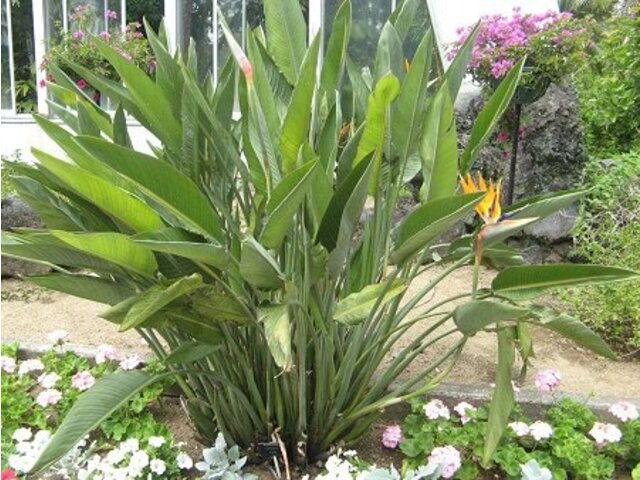 極楽鳥花のブログ 科技研花图画书