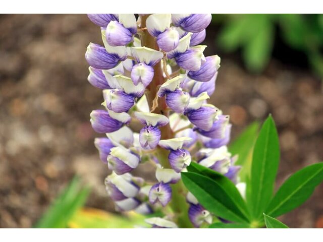 Garden lupin