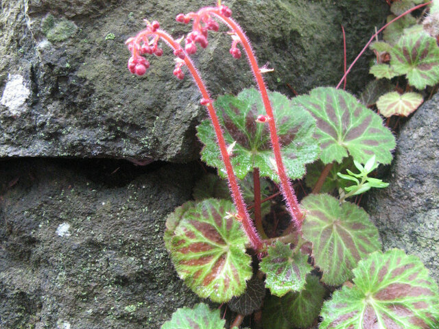 Saxifraga stolonifera