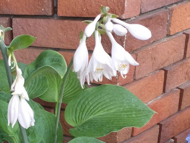 Hosta 'Bressingham Blue' 