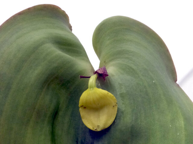 ラン科 かぎけん花図鑑