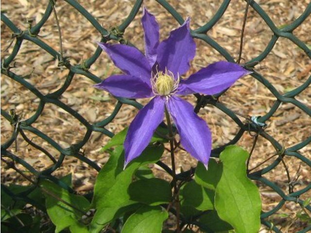 Clematis