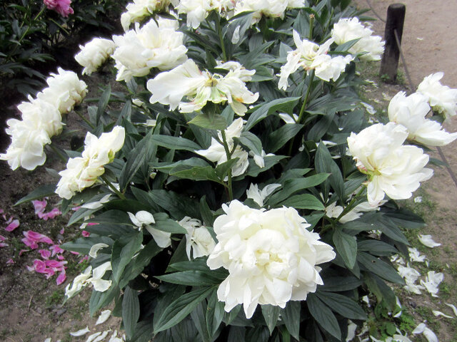 Paeonia lactiflora Myoko