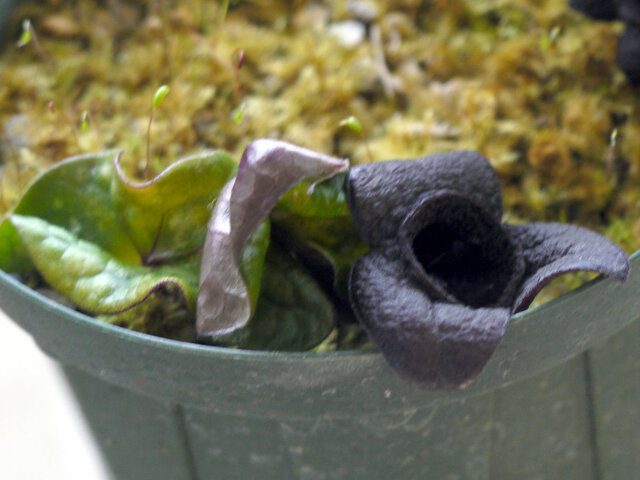 Asarum megacalyx